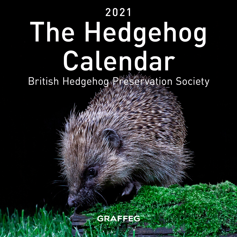 hedgehog calendar 2021 2021 Hedgehog Calendar The British Hedgehog Preservation Society Online Shop hedgehog calendar 2021